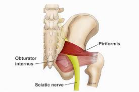 <p>piriformis</p>