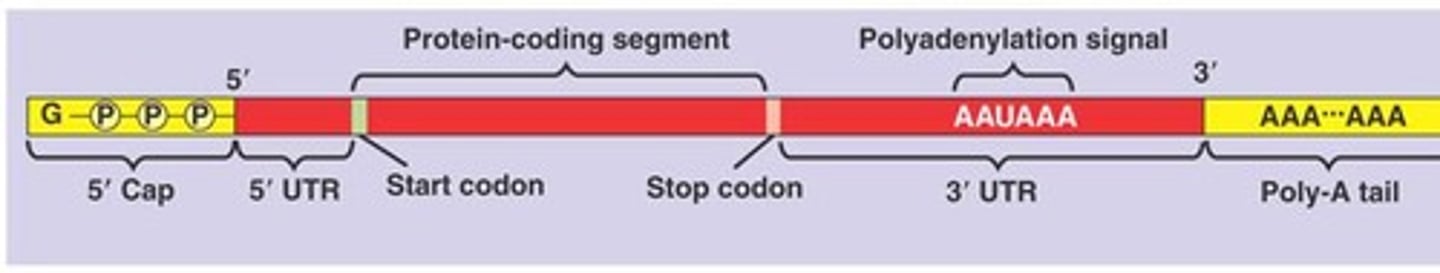 <p>Messenger RNA, carries genetic information.</p>