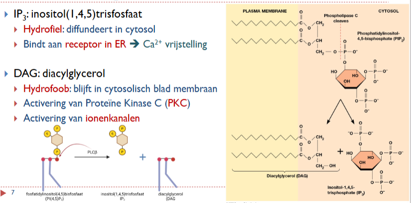 <p>hydrofoob, blijft in cytosolisch blad → activering PKC en ionenkanalen</p>