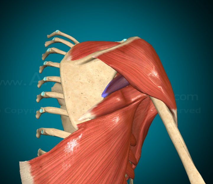 <p>What is this muscle and where is it found?</p>