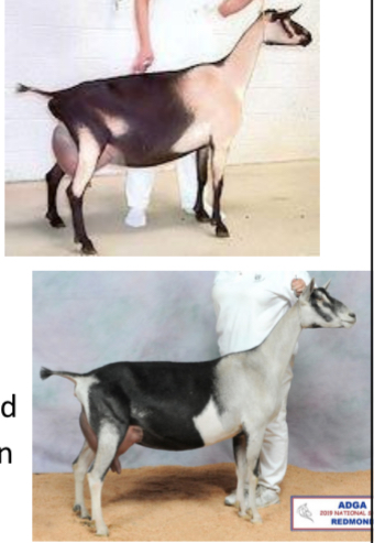 <p>GOAT BREEDS: what is the breed, origin, color, ears, horns, traits?</p>