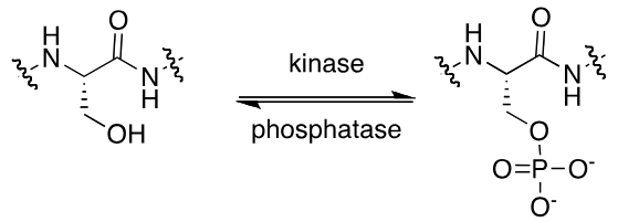 <p>enzyme that modifies serine, threonine, tyrosine and sometimes histidine on proteins by chemically adding phosphate groups to them</p><p> functional change of the target protein by changing enzyme activity, (decrease or increase in rate of achemical reaction), cellular location, or association with other proteins.</p><p>30% of all proteins may be modified by kinase activity</p><p>human genome codes for 518 protein kinases, about 2% of all genes</p>