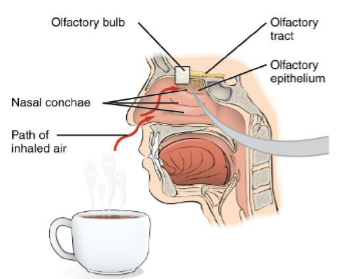 <ul><li><p>olfactory nerve</p></li><li><p>sensory</p></li><li><p>convey the sense of smell or olfaction</p></li><li><p>nerve passes through the cribriform plate of the ethmoid bone</p></li></ul><p></p>
