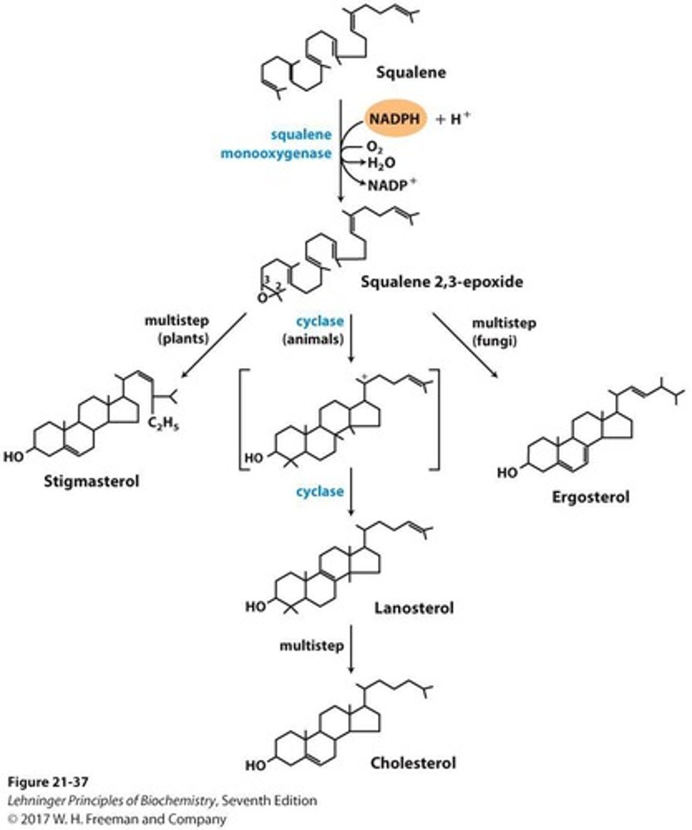 <p>15-carbon intermediate formed from two isoprenes.</p>