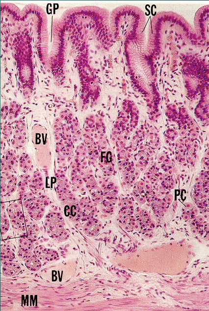 <p>Simple Columnar </p>
