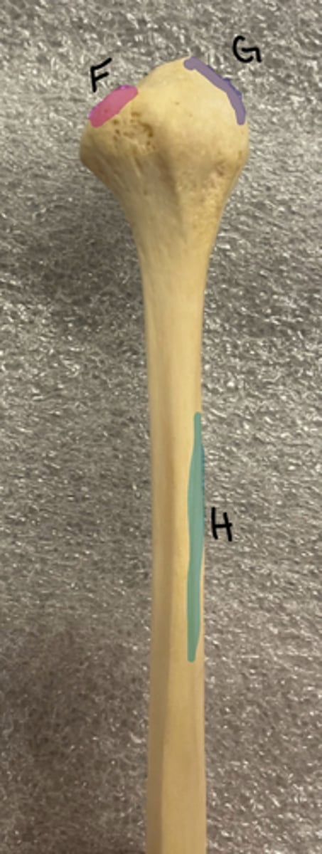 <p>G</p>