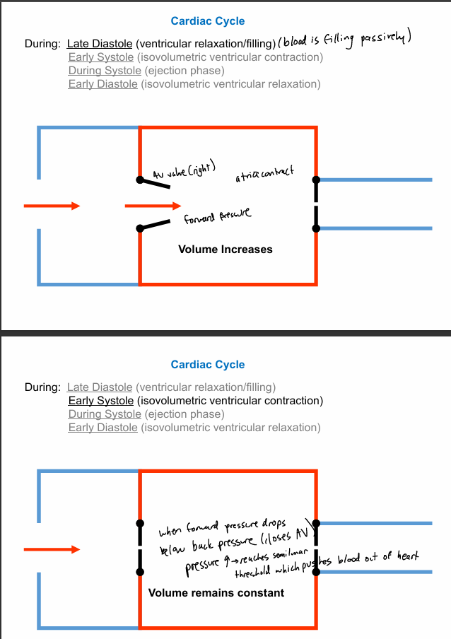 <p>cardiac cycle steps 1-2</p><ol><li><p>pressure rises, causing AV valves to shut; SL valves are still closed </p><ol><li><p>isovolumetric ventricular contraction</p></li></ol></li><li><p>ejection: pressure in left valve &gt; aorta; ventricular vol decr </p></li></ol><p></p>