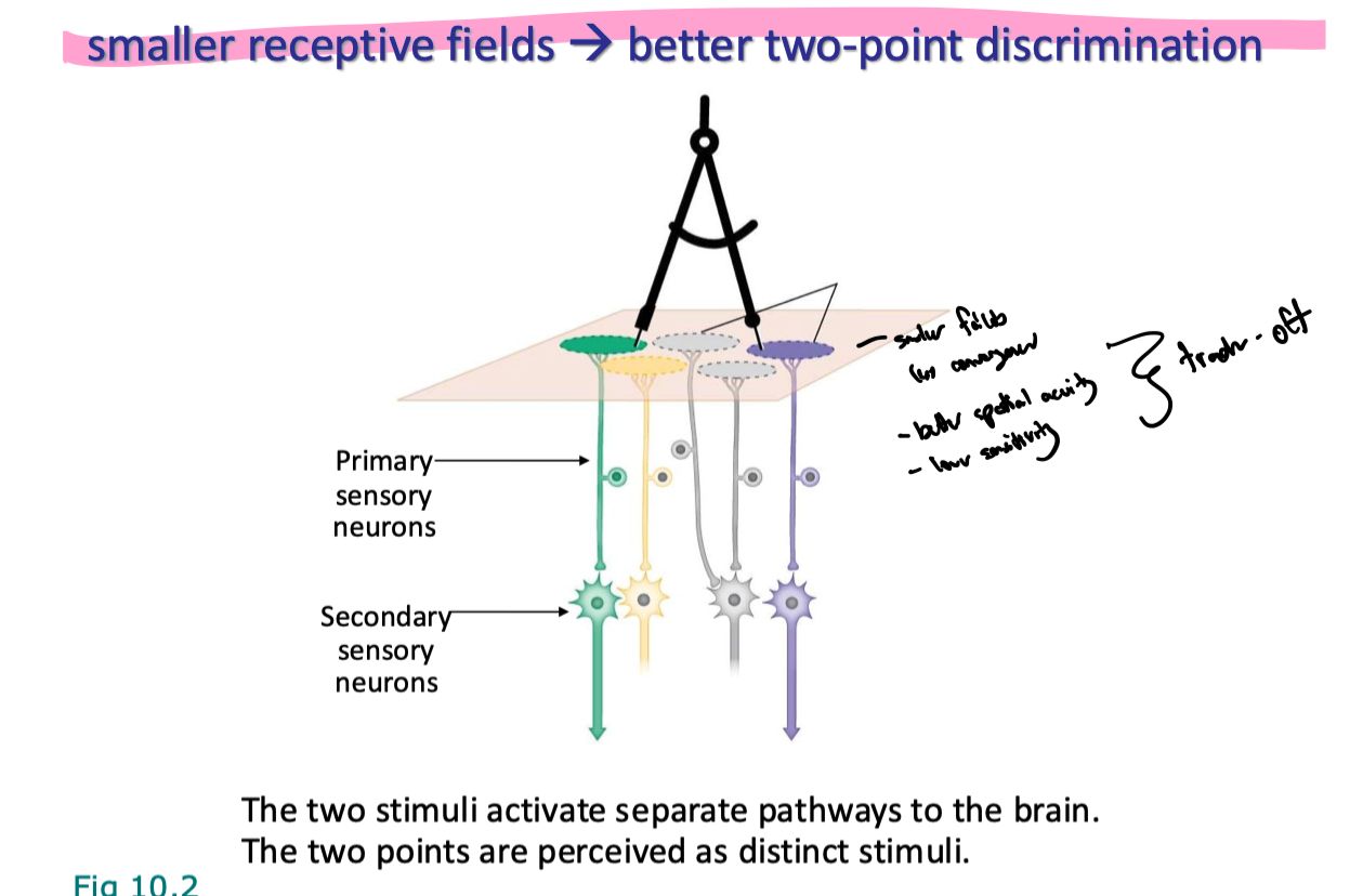 <ul><li><p>smaller fields = less convergence</p><ul><li><p>better spatial acuity </p></li><li><p>lower sensitivity (harder for threshold to be met for secondary sensory neuron)</p></li></ul></li></ul><p></p>