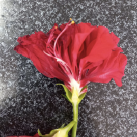 <p>bunga kembang sepatu / <em>Hibiscus rosa-sinensis L.</em></p>