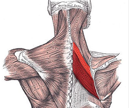 <p><u>Origin:</u> spinous process of t2-5<u><br>Insertions:</u> medial border of scapula below scapular spine<u><br>Innervation</u> dorsal scapular nerve (c5)<u><br>Action: </u> abduct, down rotate, elevate and stabilize scapula</p>