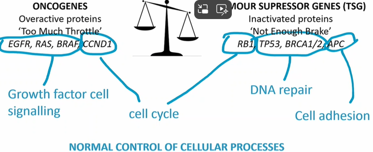 <p>RB1, TP53, BRCA1/2, APC</p>