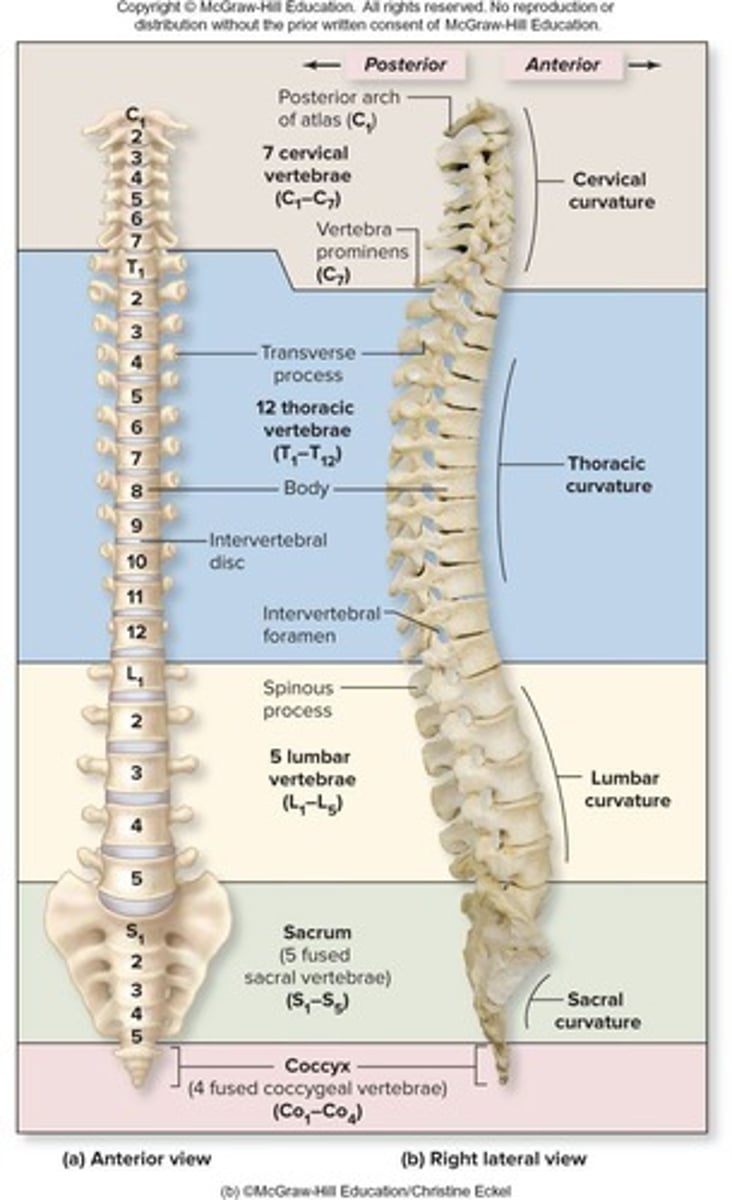 <p>Skin and subcutaneous tissue, muscles, vertebral column, ribs, spinal cord and meninges, segmental nerves and vessels.</p>