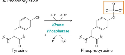 <p>modifies hydroxyl groups</p><p>enzymes: kinase/phosphatase</p><p>substrates: ATP/water</p>