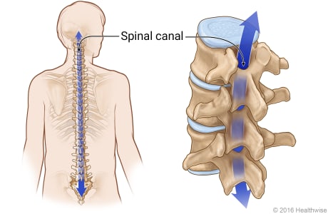 <p>vertebral canal</p>