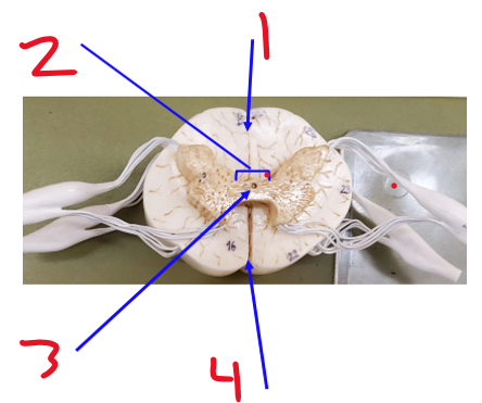 <p>Name structure 3</p>