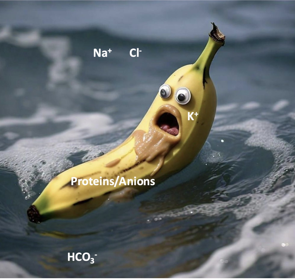 <ul><li><p>the ocean is the ECF with high concentrations of Na+, Cl-, and HCO3-</p></li><li><p>the banana is the cell that is K+ rich</p></li><li><p>the peanut butter is proteins and anions</p></li><li><p>the distribution is important for membrane dynamics</p></li></ul><p></p>