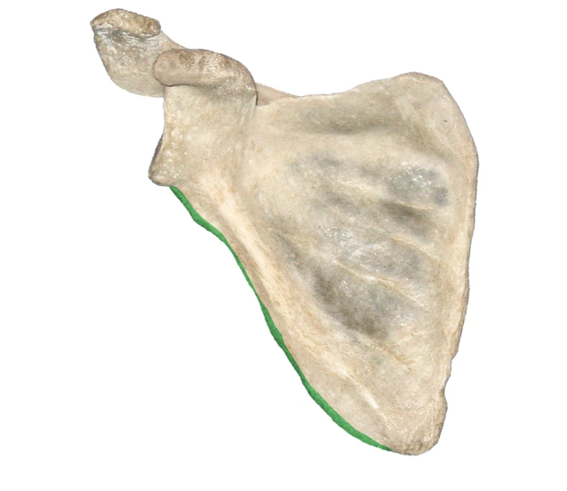 <p>what part of the scapula is this?</p>
