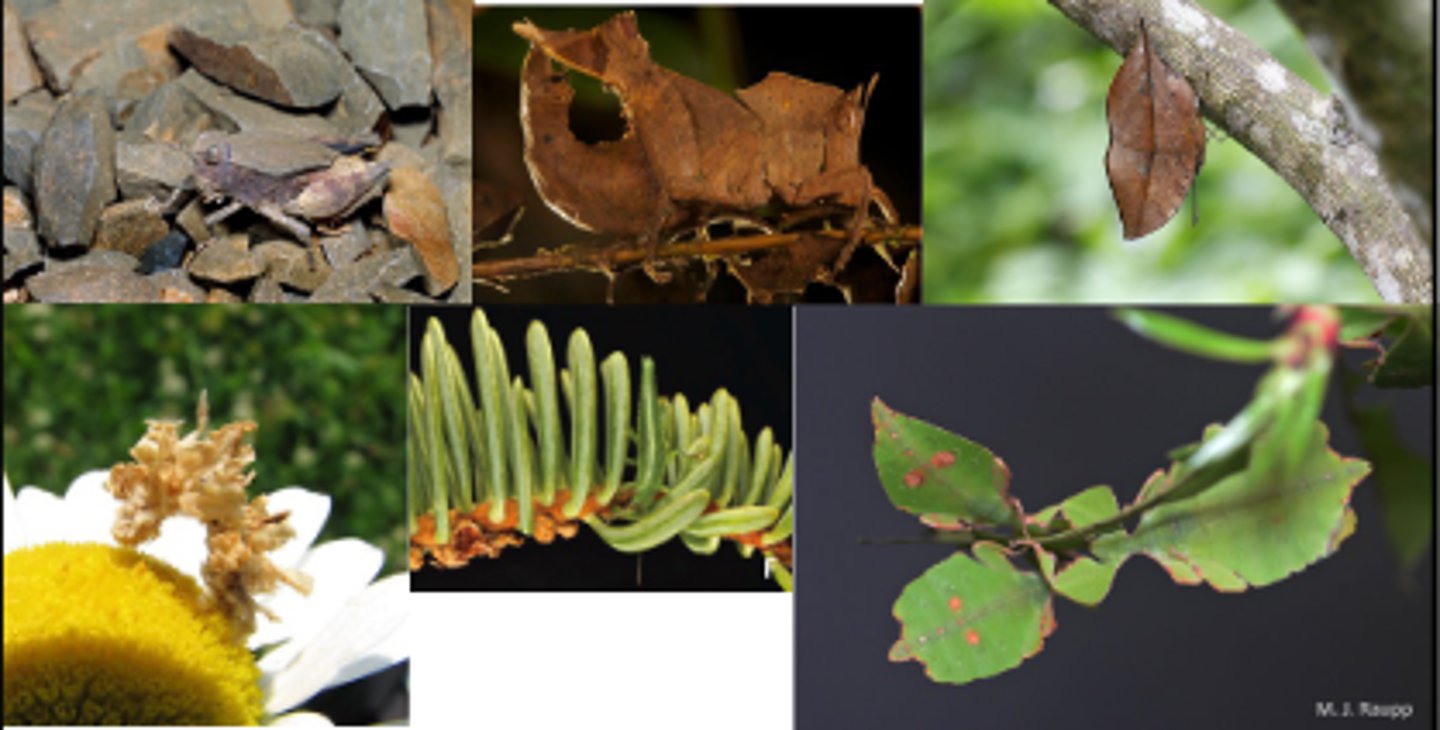 <p>leaf insect: phasmids</p><p>Exerma beetle: coleoptera</p>