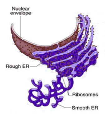 <ul><li><p>Ribosomes NOT attached to outside</p></li><li><p>Makes lipids </p></li><li><p>Stores calcium ions</p></li><li><p>Transports molecules in the cell</p></li></ul><p></p>
