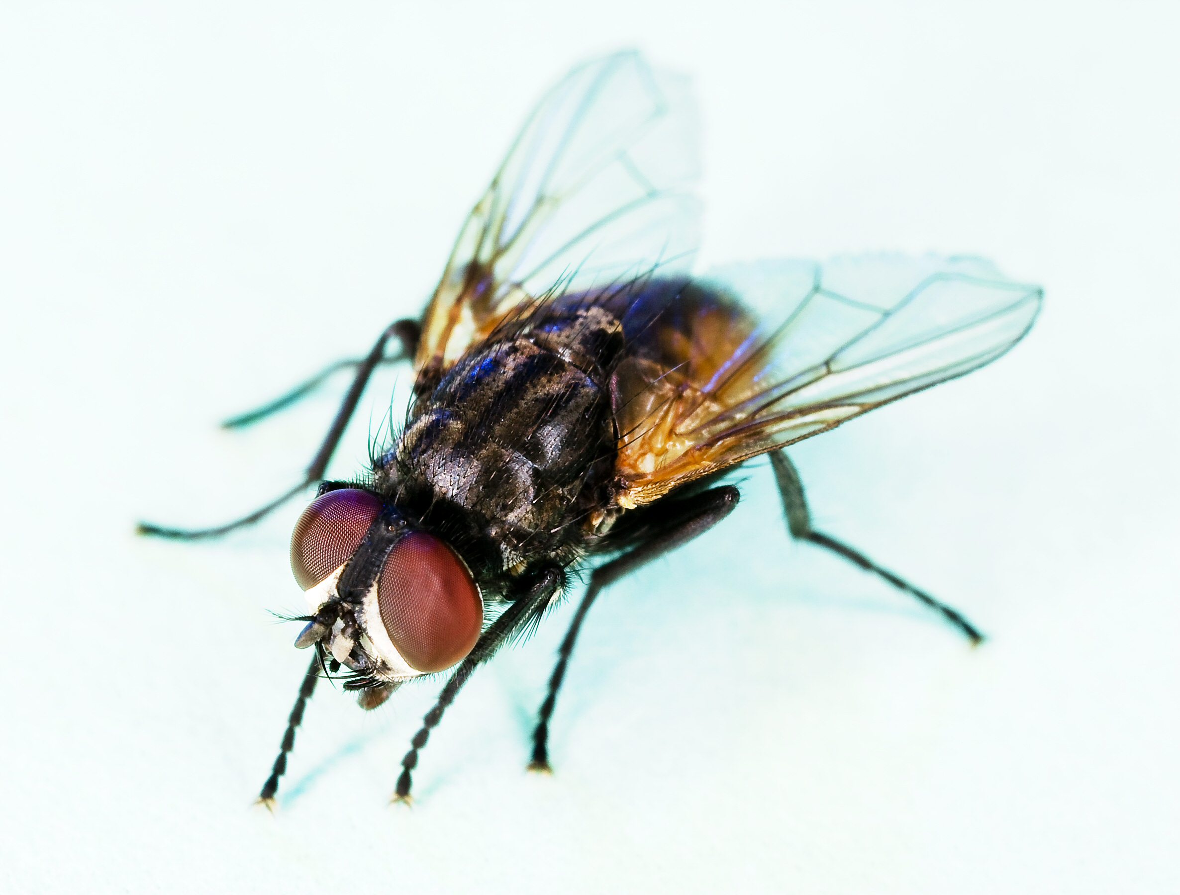 <p>muscidae</p>