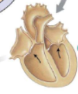 <p>Third step of the cardiac cycle</p>