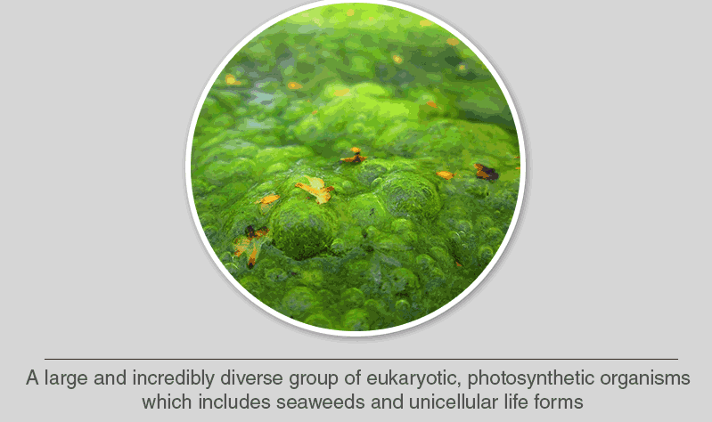 <p>A diverse group of photosynthetic protists.</p>