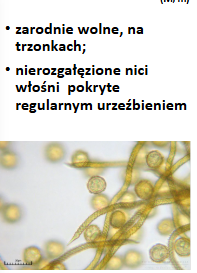 <p>Trichia sp </p><p>Gr.: MYXOMYCOTA </p><p>       Kl.: Myxomycetes</p>