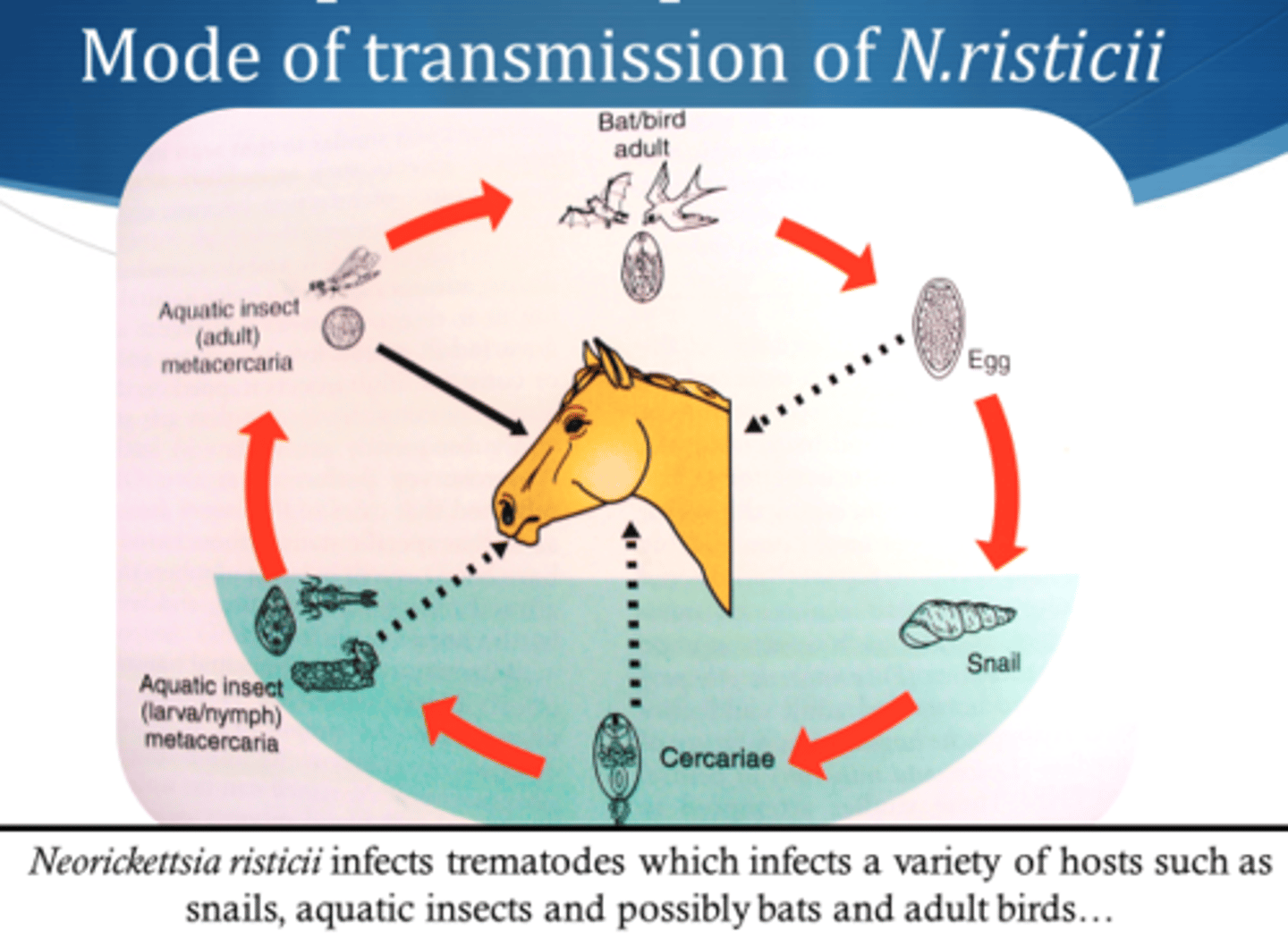 <p>Bacterial disease caused by Neorickettsia risticii</p><p>Gram - cocci, obligate intercellular bacterium attracted to monocytes</p><p>Live inside flukes that infect snails --&gt; larvae eaten by caddis/mayfly --&gt; eaten by horse --&gt; infection</p><p>Signs: Depression, D+, fever, toxemia, abortion, laminitis</p><p>DX: Feces/blood, PCR</p><p>TX: Oxytetracycline, fluids, NSAIDs</p><p>Vax: Series of 2, then semiannually</p>