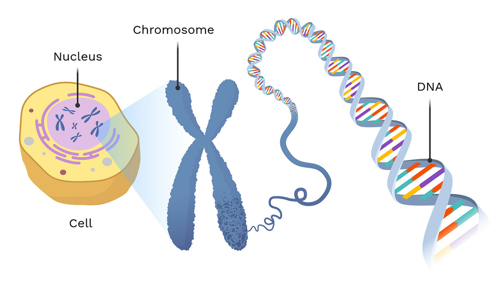 <ul><li><p><strong>Location:</strong> Inside the nucleus (as chromatin/chromosomes).</p></li><li><p><strong>Function:</strong> Carries genetic instructions for protein synthesis and inheritance.</p></li><li><p><strong>Processes:</strong></p><ul><li><p><strong>Replication</strong> (copies DNA before cell division).</p></li><li><p>Template for <strong>transcription</strong> in gene expression.</p></li></ul></li></ul><p></p>