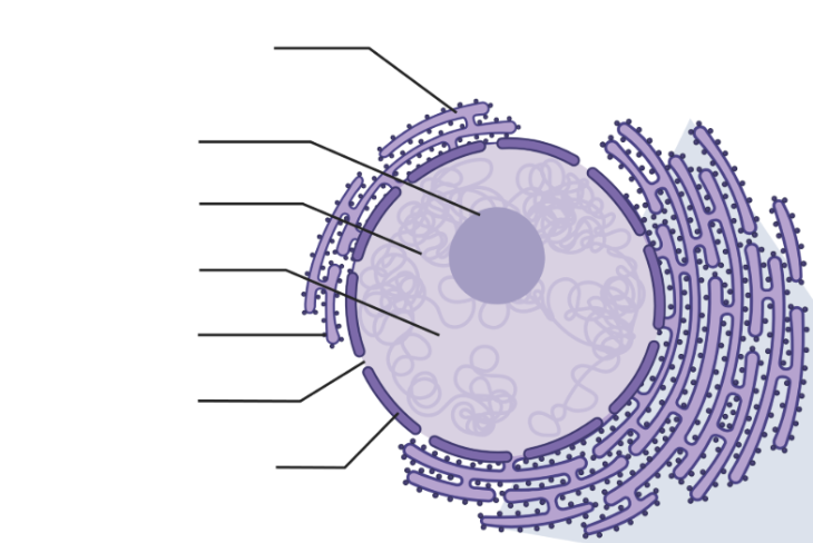 <p><span style="color: rgb(246, 178, 107);"><span>identify & label the organelle</span></span></p>