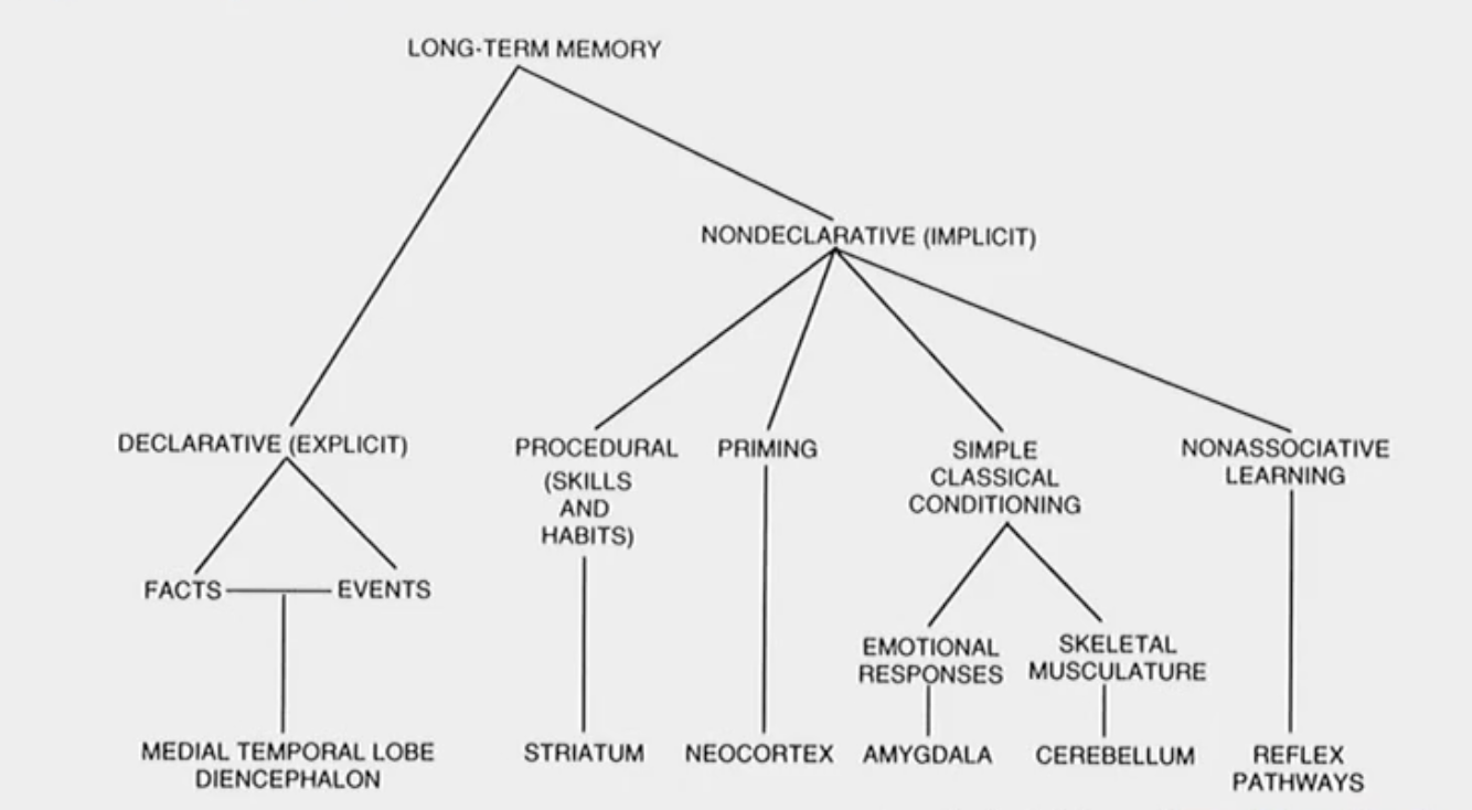<p>Squire explained that there are 2 systems within LTM:</p><ol><li><p>Declarative (explicit)</p></li><li><p>Non-declarative (implicit)</p></li></ol><p></p><p>Within those separate systems there are many branches that influence our memory. </p>