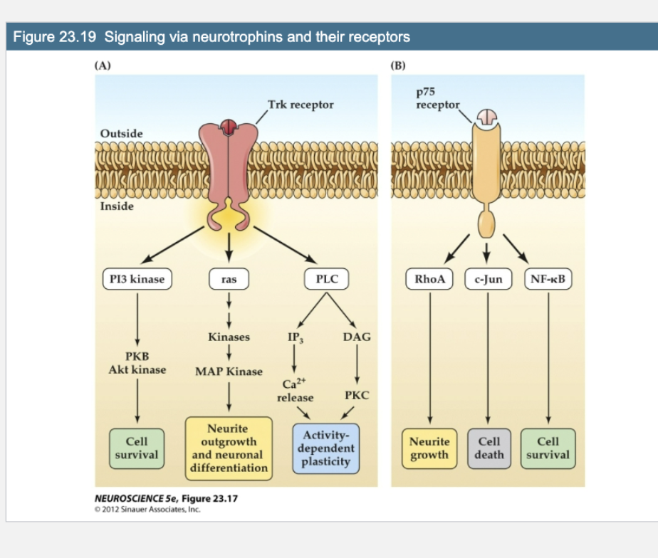 <p>Figure 23.19- What do Trk and p75 receptors trigger when activated by neurotrophins?</p>