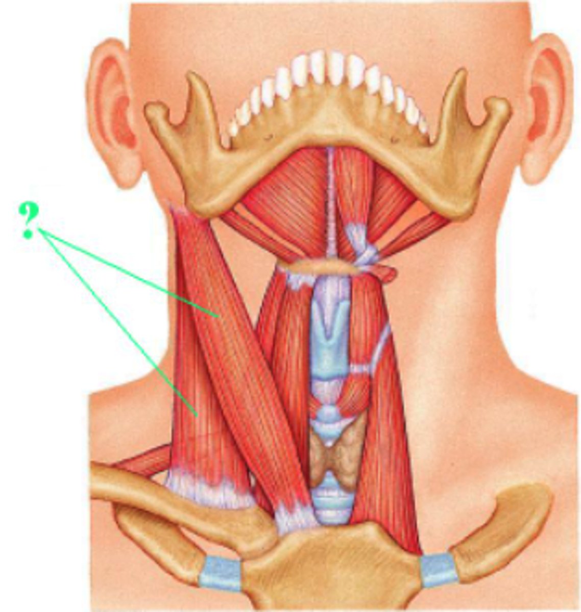 <p>sternocleidomastoid</p>