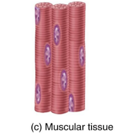 <p>Muscular Tissue</p>