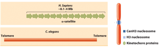 <ul><li><p>A fully condensed metaphase chromosome consists of two sister chromatids connected at the <strong>centromere</strong>.</p></li><li><p>From the centromere, the <strong>kinetochore</strong> captures spindle microtubules, which ensure that sister chromatid</p></li><li><p><strong>telomere→ at end</strong></p></li></ul><p></p>