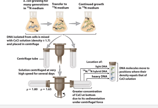 <p><span>The Meselson-Stahl experiment demonstrated that DNA replication is semiconservative</span></p>