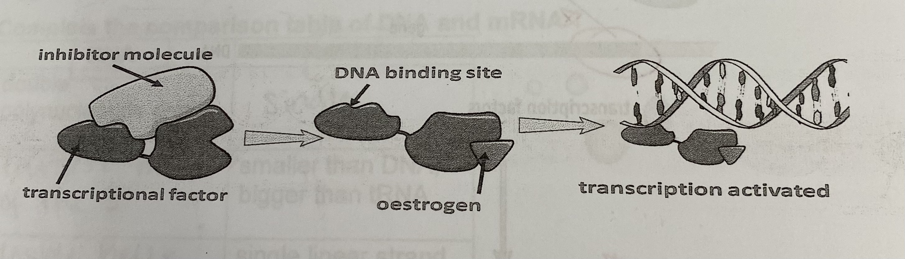 <p>Prevents the transcriptional factor binding to DNA protomor region and initiating transcription and therefore synthesis of protein when a protein is not required</p>