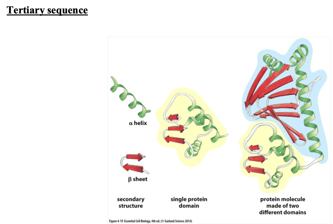 <p>a single protein domain </p>