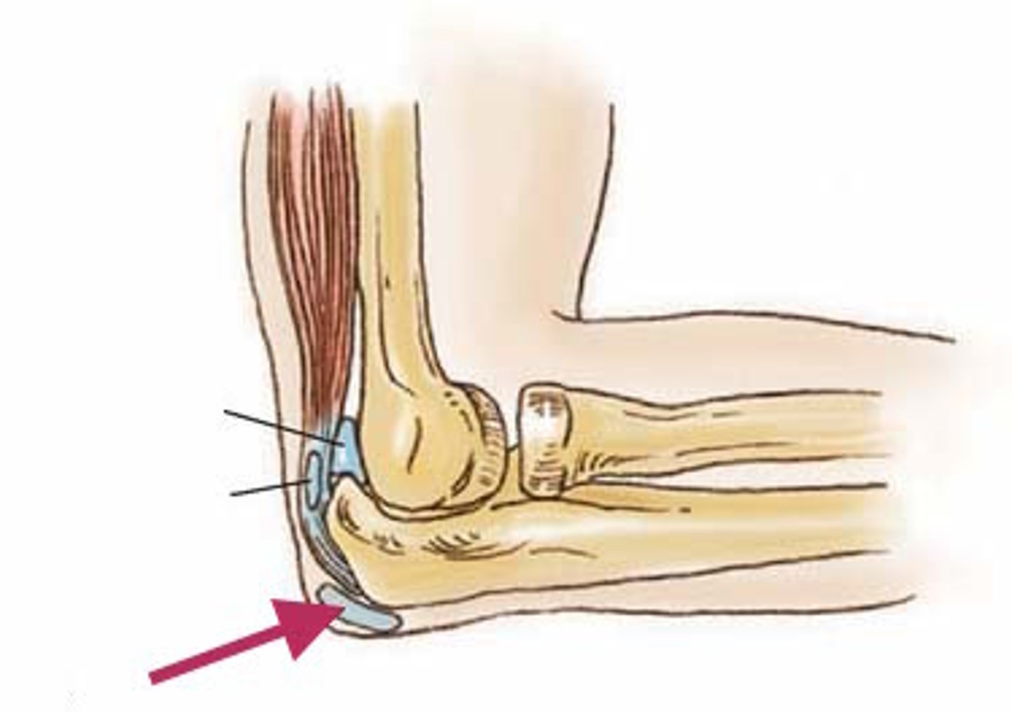 <p>A fluid-filled sac at the elbow that reduces friction between the olecranon and the skin.</p>