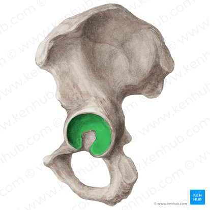 <p>Phần nào của<span style="color: blue"><strong> ổ cối</strong></span> tiếp khớp với <span style="color: green"><strong>chỏm </strong></span><span style="color: blue"><strong>xương đùi?</strong></span></p><p>A. Khuyết ổ cối</p><p>B. Hố ổ cối</p><p>C. Diện nguyệt</p><p>D. Dây chằng ngang</p>