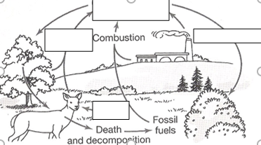 <p><span>Name an abiotic factor present in the carbon cycle shown.</span></p>