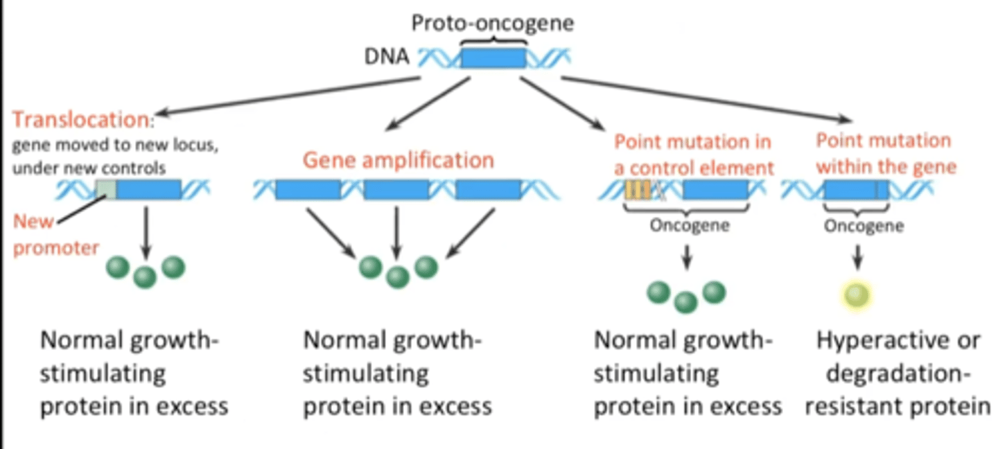 <p>- translocation</p><p>- gene amplification (multiple copies of gene)</p><p>- point mutation in control element</p><p>- point mutation within the gene</p>