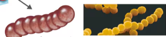 <p>chain of cocci</p>