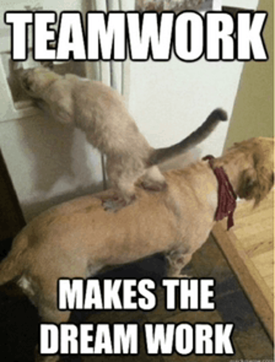 <p>sự phối hợp, sự điều phối</p>