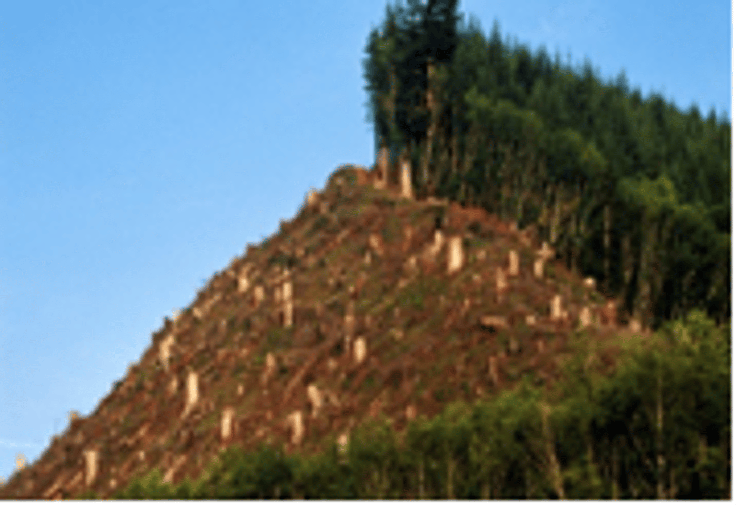 <p>deforestation</p>