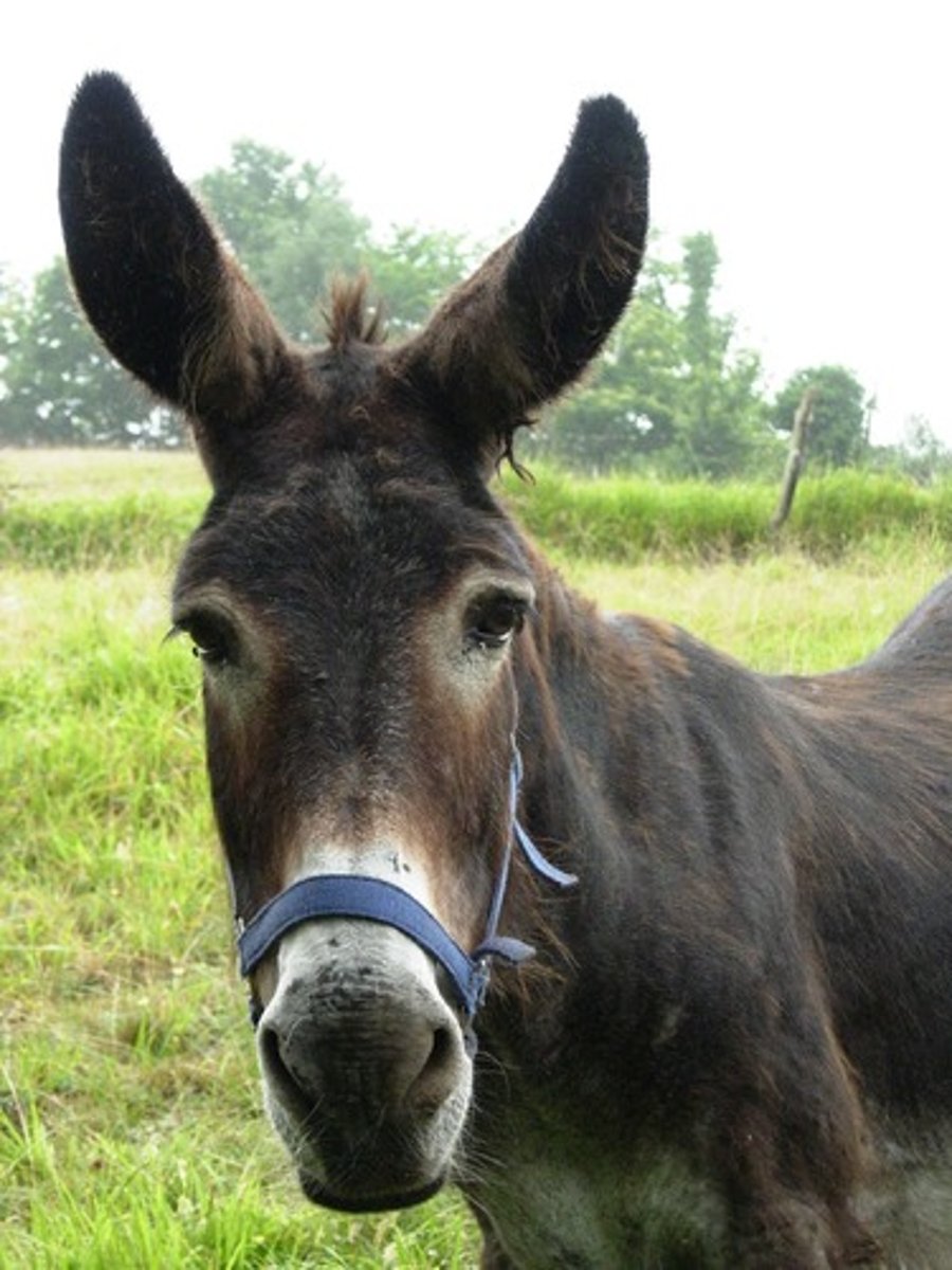 <p>burro, donkey</p>