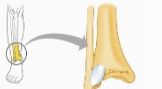 fibrous joint: between tibia and fibula, radius & ulna; connected by long ligaments