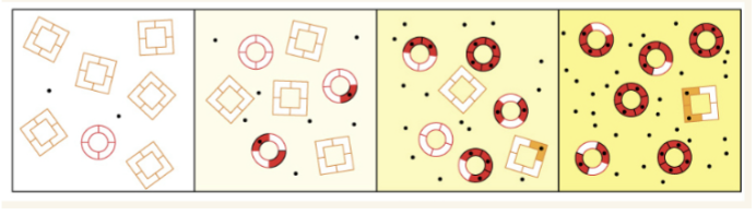 <p>Hb exists in two states<span style="background-color: transparent;">: T (tense; lower O 2 binding affinity) and R (relaxed); O 2 binding perturbs the T ⇌ R equilibrium toward the R state, and O 2 release favors the T state; mixed tetramers are not allowed in this model.</span></p>