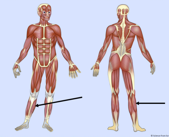 <p>What major muscle is this?</p>