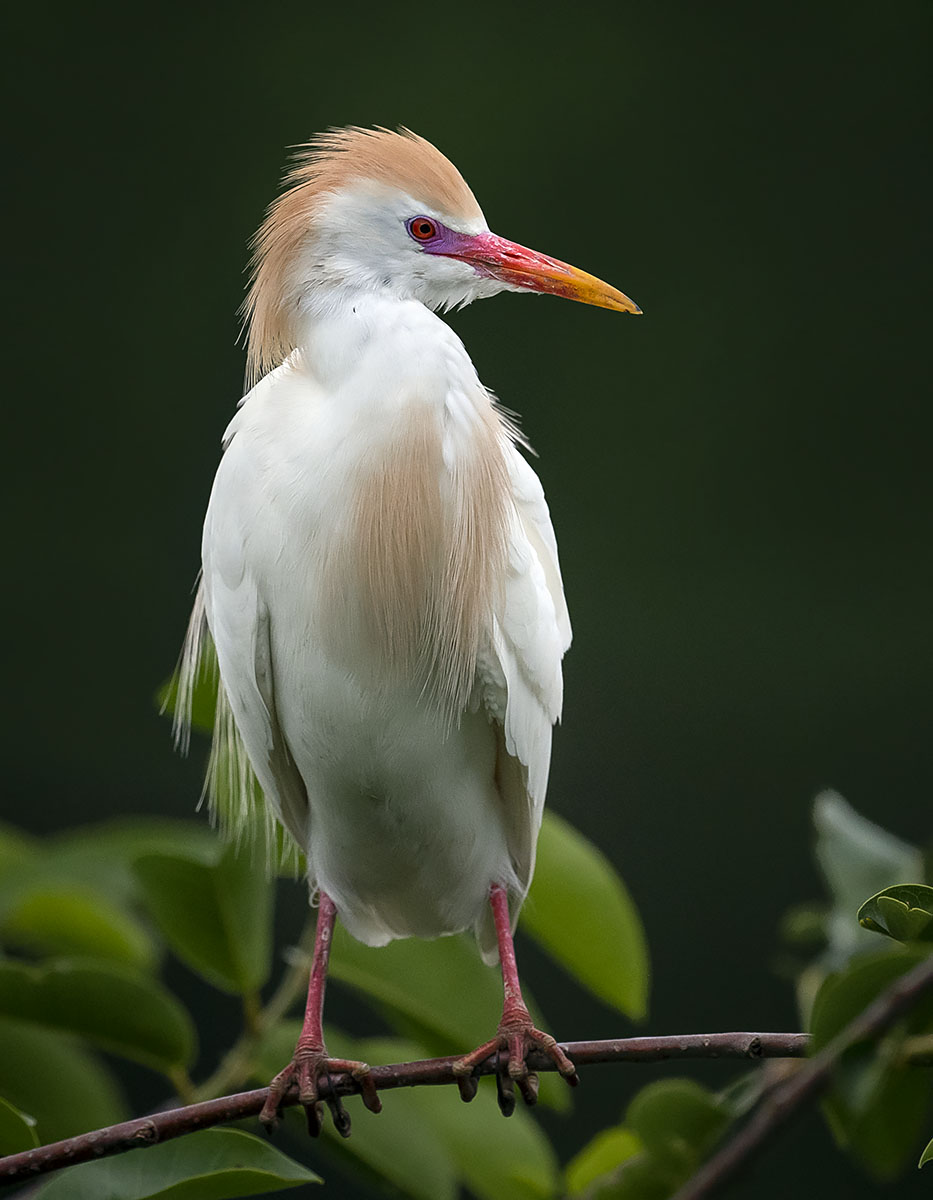 <p>orange bill, yellow green legs</p>